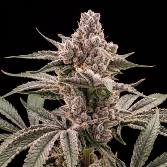 5 Alive 