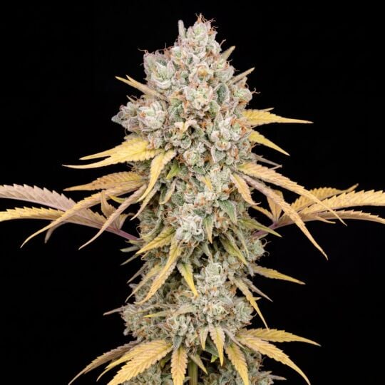 9Lb Hammer Seeds