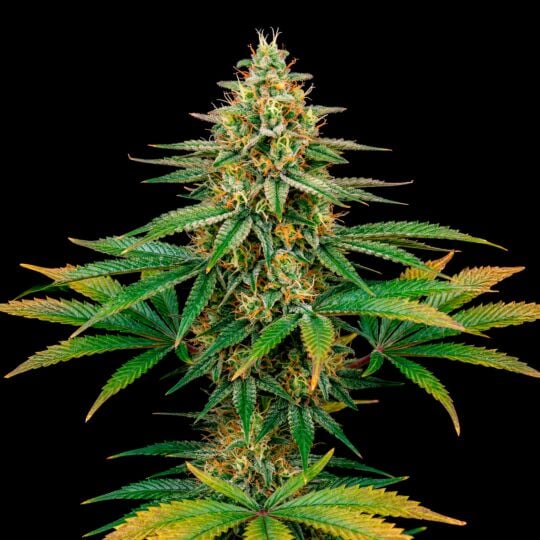 Acapulco Gold Feminized