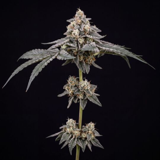 Afghan Hawaiian x Laos x Jamaican Feminized Seeds