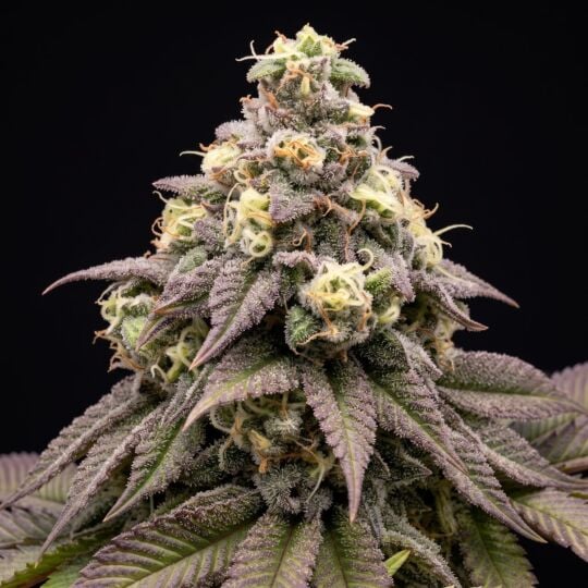 Afghan Kush Auto Seeds