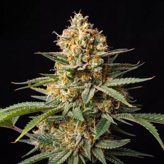 Agent Orange Regular Seeds