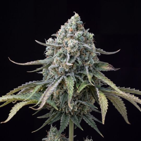AK-47 