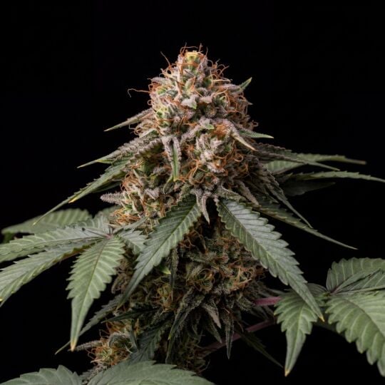 AK-47 Feminized Seeds