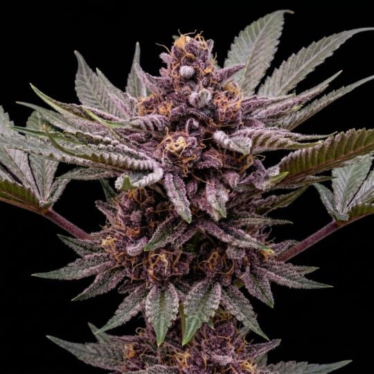 alaskan thunderfuc feminized seeds