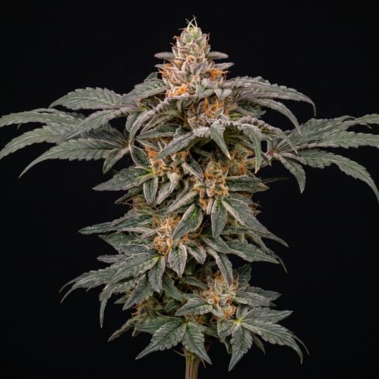 Alien OG Feminized Seeds