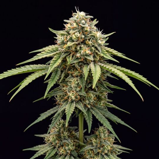 Alien Technology Feminized Seeds