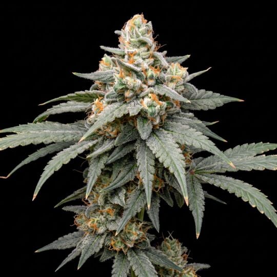 American Haze x California Haze Feminized Seeds