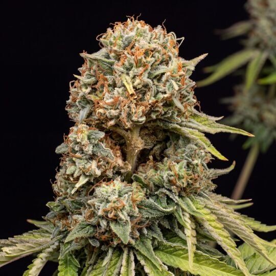 Amnesia Lemon 