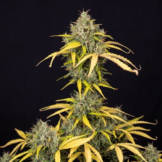 Amnesia Feminized Seeds