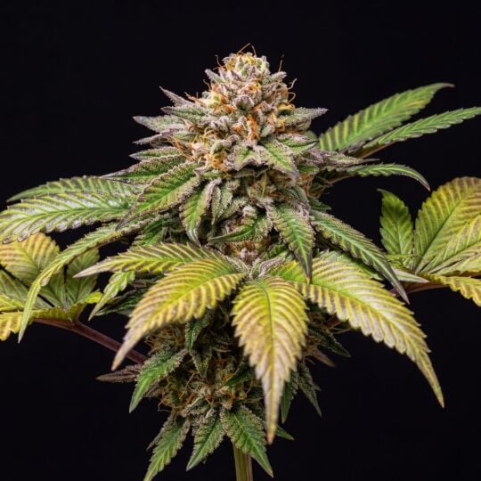 Animal Runtz Feminized Seeds