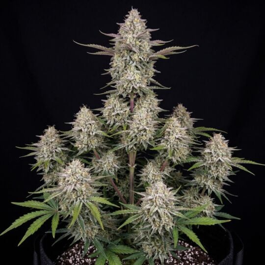 Apricot Autoflower