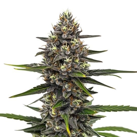 Astro Fizz Feminized