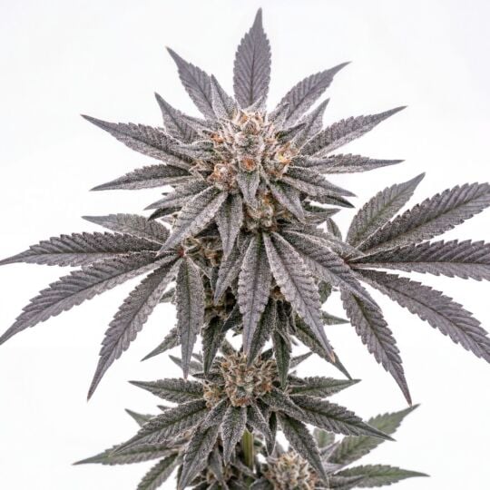 Astro Fizz Feminized