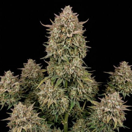 Auto Brooklyn Sunrise