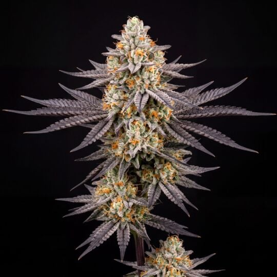 Bacio Gelato Feminized