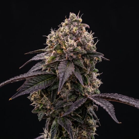 Bacio Gelato Feminized