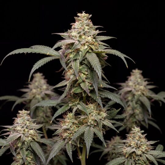 Banana Kush Autoflower