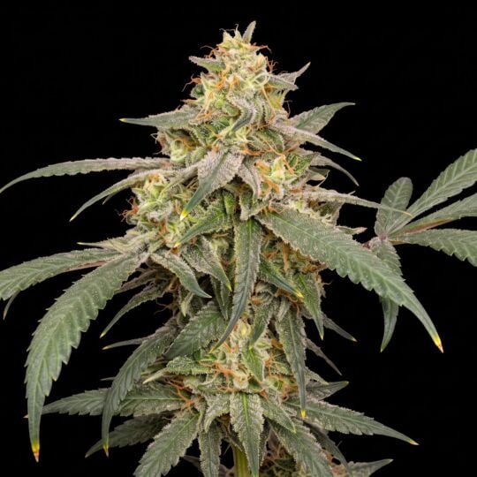 Banana Kush Feminized Seeds