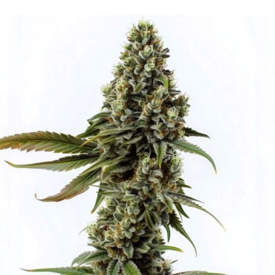 Banjo Candy Feminized