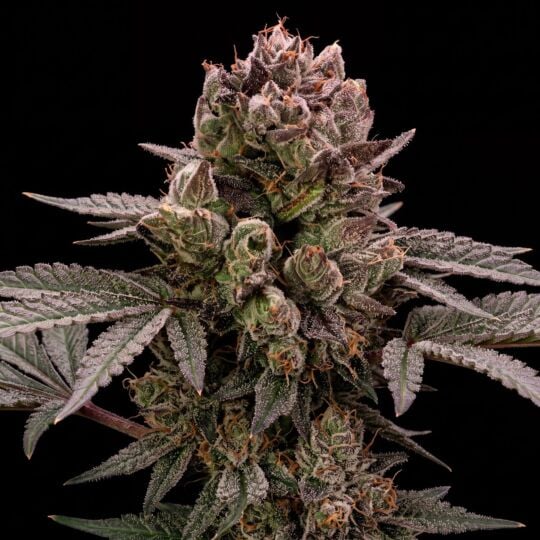 Bazooka Punch Feminized Seeds