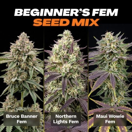 Beginner's Feminized Seed Mix