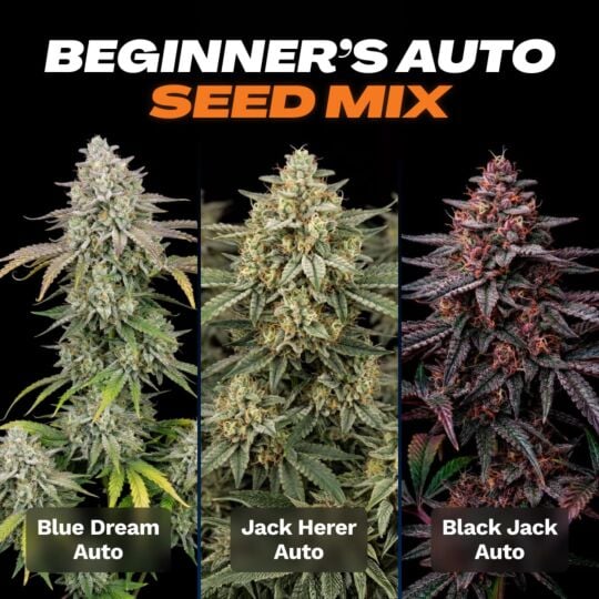 Beginner's Autoflower Seed Mix