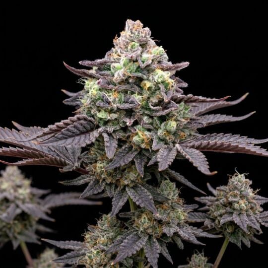 Berry Pie Feminized