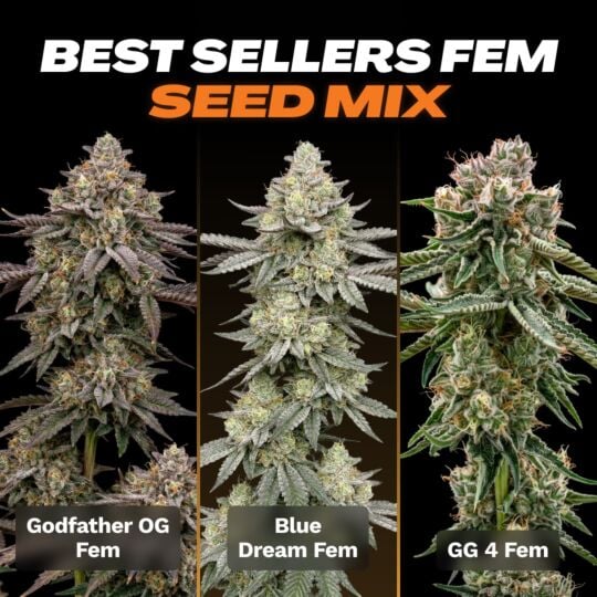Best Sellers Feminized Seed Mix