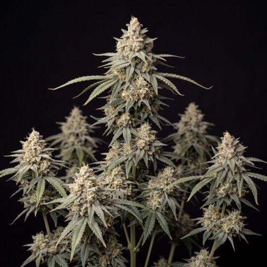 Big Devil Autoflower