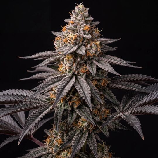 Bio Jesus Auto Seeds