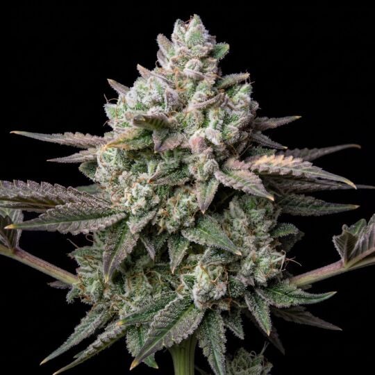 Black Demon OG Feminized
