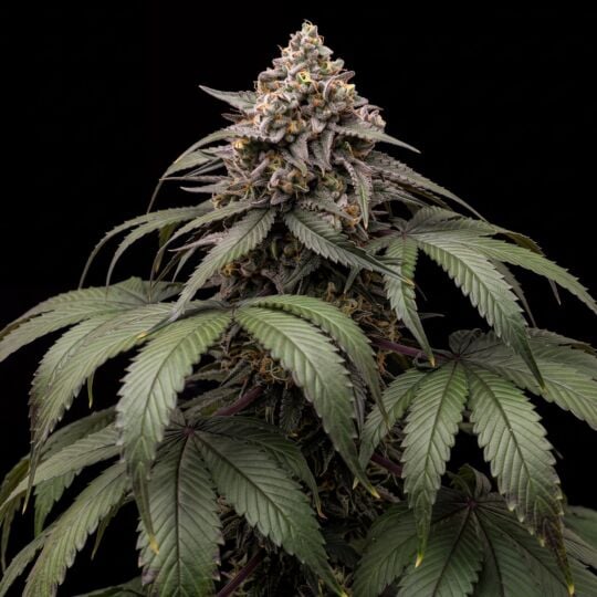 Black Domina Fast Version Cannabis Seeds