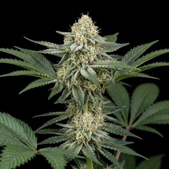 Black Domina 