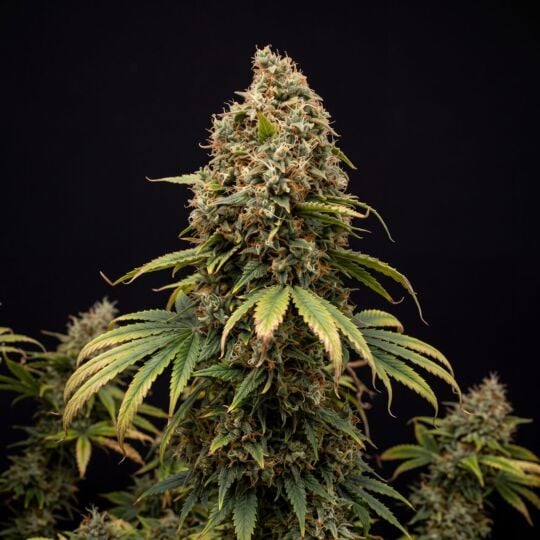 Black Domina x Scott's OG Feminized Seeds