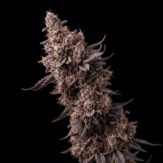 Black Runtz Feminized Seeds