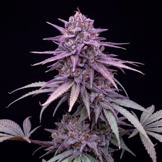 Blackberry Kush Feminized Seeds
