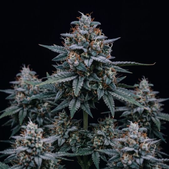 Blue Amnesia
