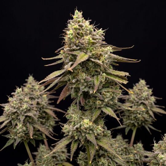 Blue Cheese Autoflower Seeds