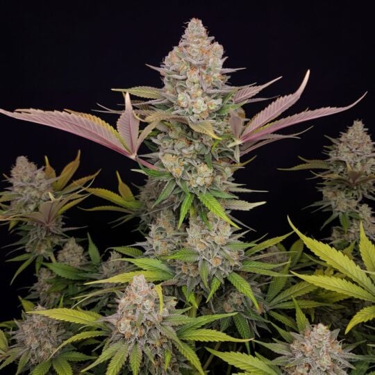 Blue Cookies Feminized