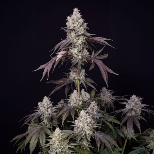 Blue Fruit Autoflower