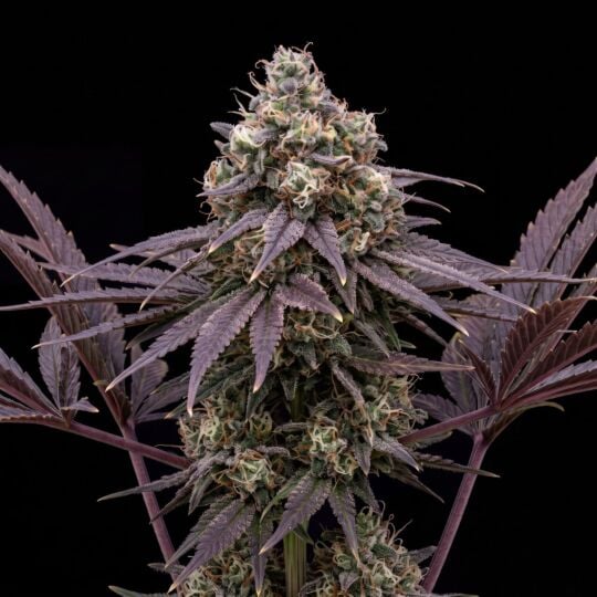 Blue Haze Feminized