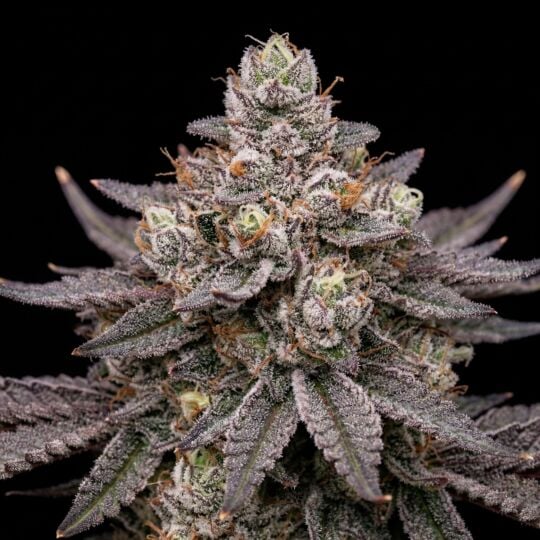 Blue Lobster Feminized Cannabis