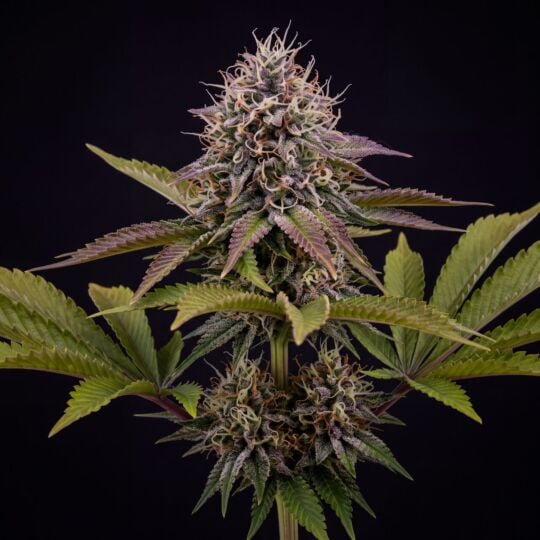 Blueberry Regular
