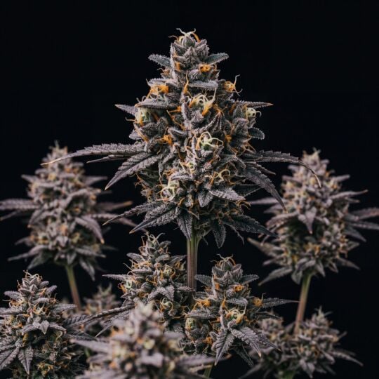 Blueberry x Big Bud