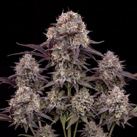 Blueberry x Cream Cheese