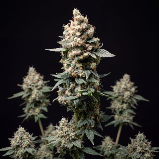 Blueberry x Jack Herer Autoflower Seeds
