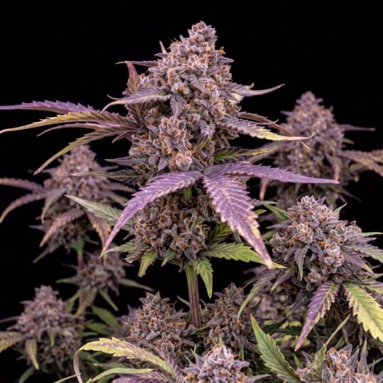 Blueberry x Lemon Haze Autoflower Seeds