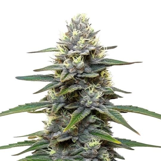 Blueberry Banger Feminized