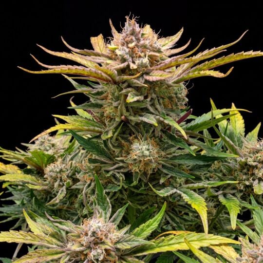 Bruce Banner 2.0 Feminized Seeds